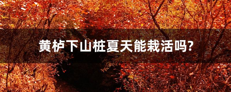 黄栌下山桩夏天能栽活吗? 黄栌下山桩夏天能栽活吗?
