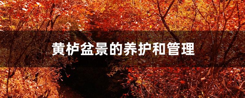 黄栌盆景的养护和管理 黄栌盆景的养护和管理