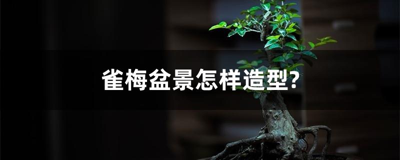雀梅盆景怎样造型? 雀梅盆景怎样造型?