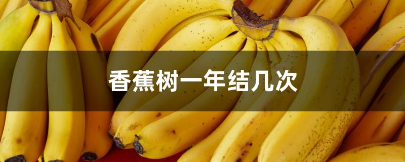 香蕉树一年结几次 香蕉树一年结几次