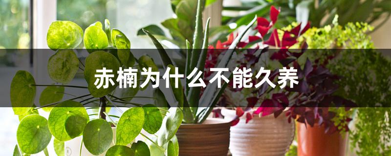 赤楠为什么不能久养 赤楠为什么不能久养