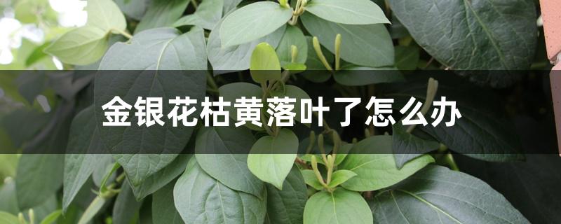 金银花枯黄落叶了怎么办 金银花枯黄落叶了怎么办
