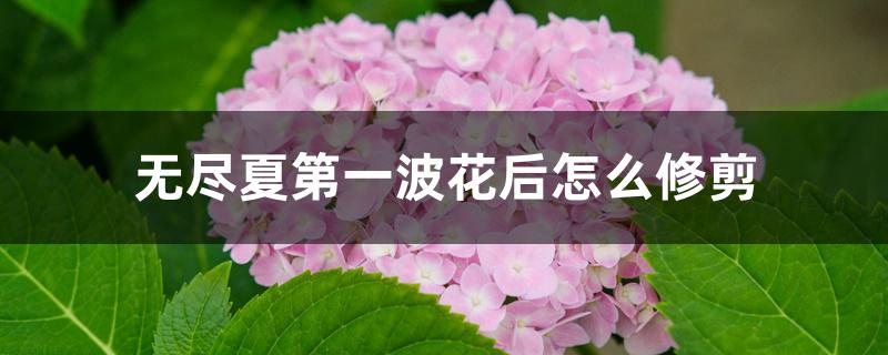 无尽夏第一波花后怎么修剪 无尽夏第一波花后怎么修剪