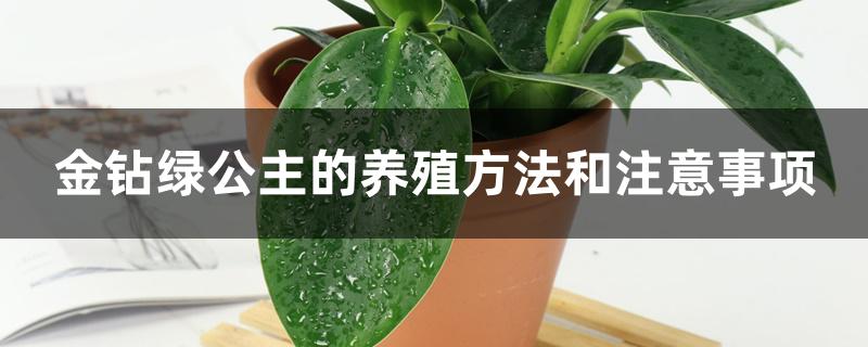 金钻绿公主的养殖方法和注意事项 金钻绿公主的养殖方法和注意事项