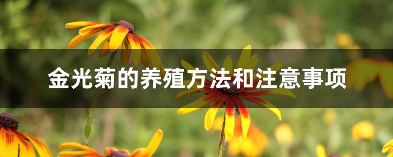 金光菊的养殖方法和注意事项 金光菊的养殖方法和注意事项