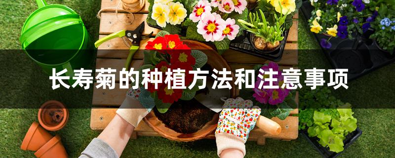 长寿菊的种植方法和注意事项 长寿菊的种植方法和注意事项