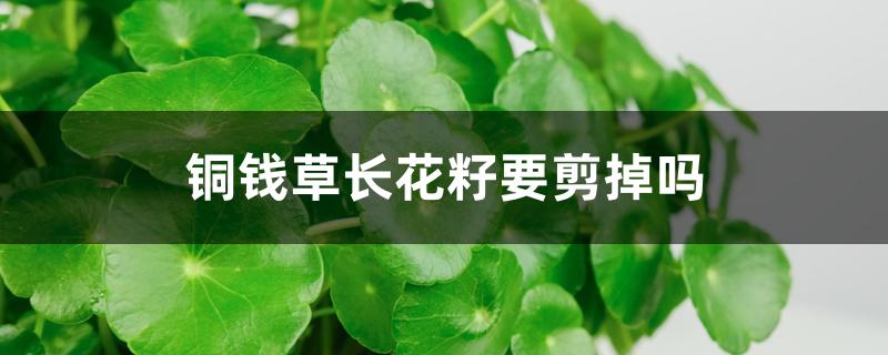 铜钱草长花籽要剪掉吗 铜钱草长花籽要剪掉吗
