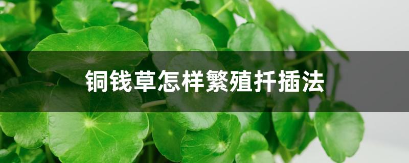 铜钱草怎样繁殖扦插法 铜钱草怎样繁殖扦插法