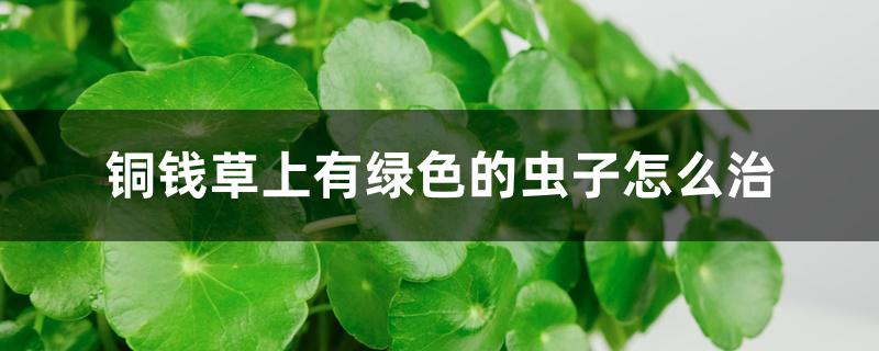 铜钱草上有绿色的虫子怎么治 铜钱草上有绿色的虫子怎么治