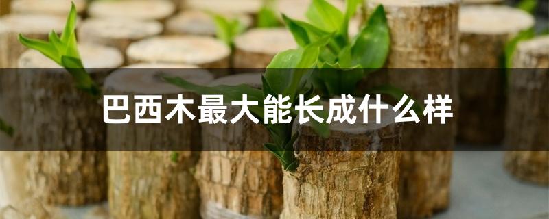 巴西木最大能长成什么样 巴西木最大能长成什么样