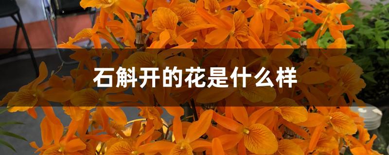 石斛开的花是什么样 石斛开的花是什么样