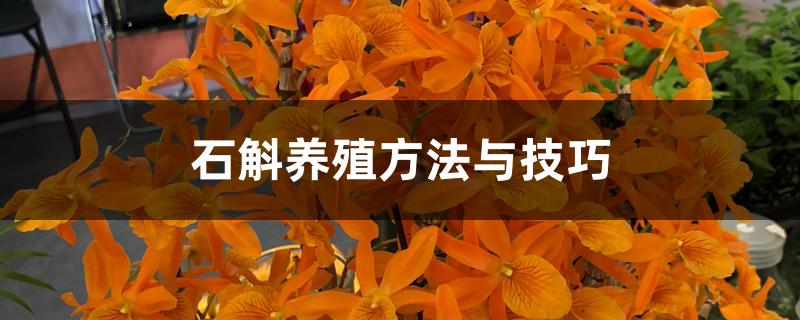 石斛养殖方法与技巧 石斛养殖方法与技巧