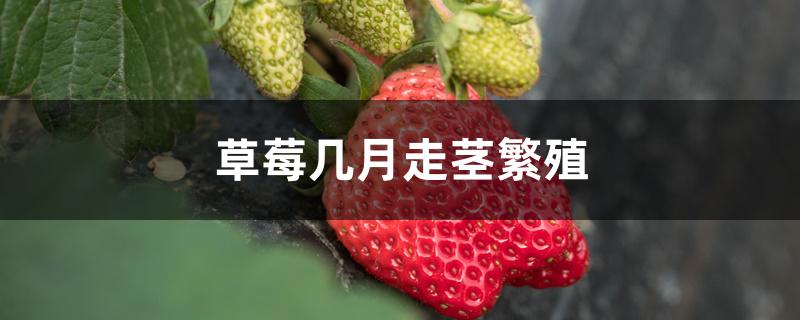 草莓几月走茎繁殖 草莓几月走茎繁殖