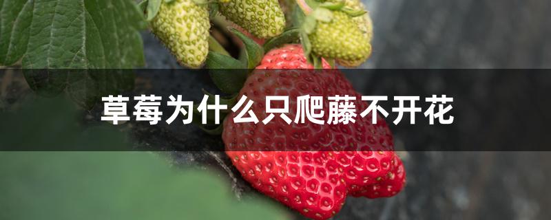 草莓为什么只爬藤不开花 草莓为什么只爬藤不开花