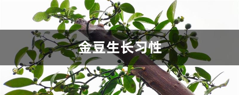 金豆生长习性 金豆生长习性