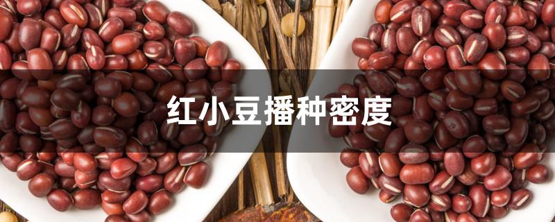 红小豆播种密度 红小豆播种密度