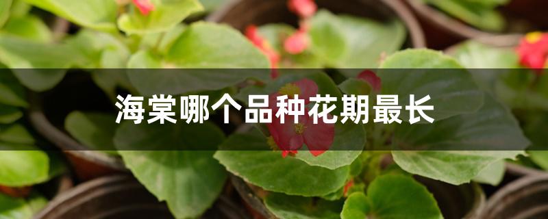 海棠哪个品种花期最长 海棠哪个品种花期最长