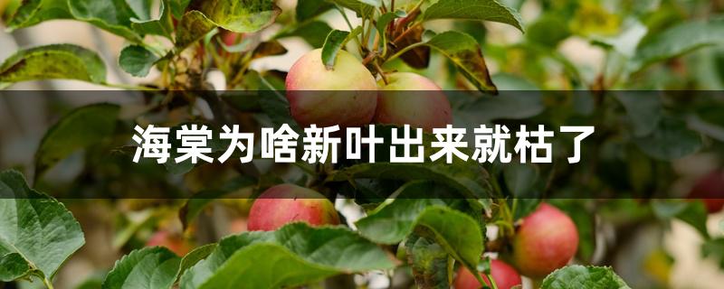 海棠为啥新叶出来就枯了 海棠为啥新叶出来就枯了