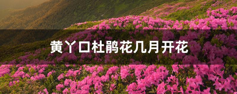 黄丫口杜鹃花几月开花 黄丫口杜鹃花几月开花