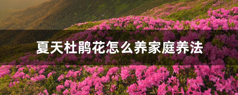 夏天杜鹃花怎么养家庭养法 夏天杜鹃花怎么养家庭养法