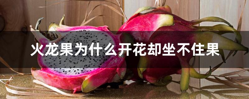 火龙果为什么开花却坐不住果 火龙果为什么开花却坐不住果