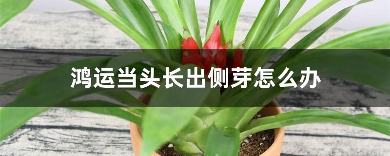 鸿运当头长出侧芽怎么办 鸿运当头长出侧芽怎么办