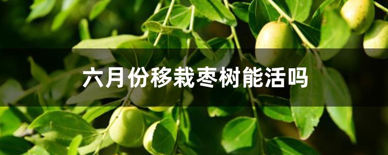 六月份移栽枣树能活吗 六月份移栽枣树能活吗