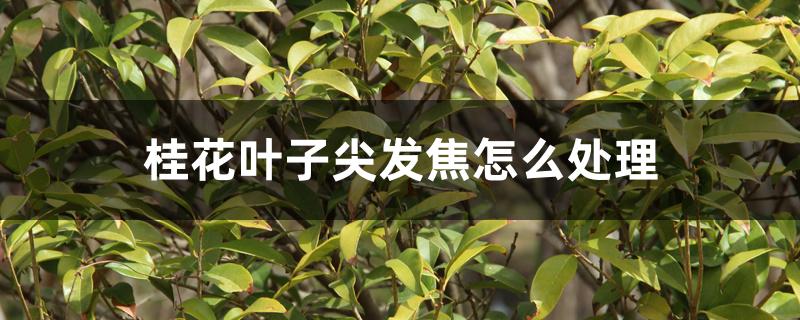 桂花叶子尖发焦怎么处理 桂花叶子尖发焦怎么处理