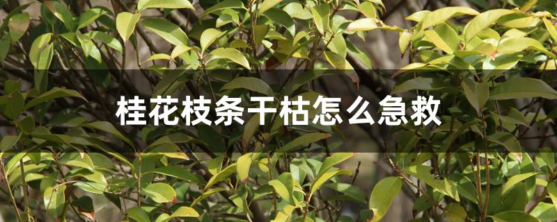 桂花枝条干枯怎么急救 桂花枝条干枯怎么急救