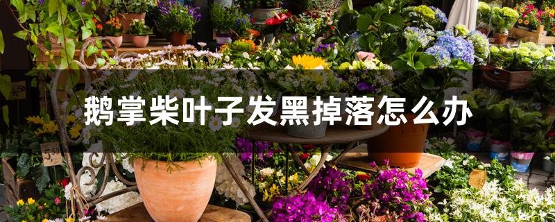鹅掌柴叶子发黑掉落怎么办 鹅掌柴叶子发黑掉落怎么办