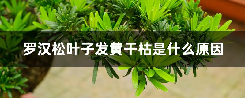 罗汉松叶子发黄干枯是什么原因 罗汉松叶子发黄干枯是什么原因