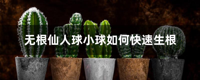 无根仙人球小球如何快速生根 无根仙人球小球如何快速生根
