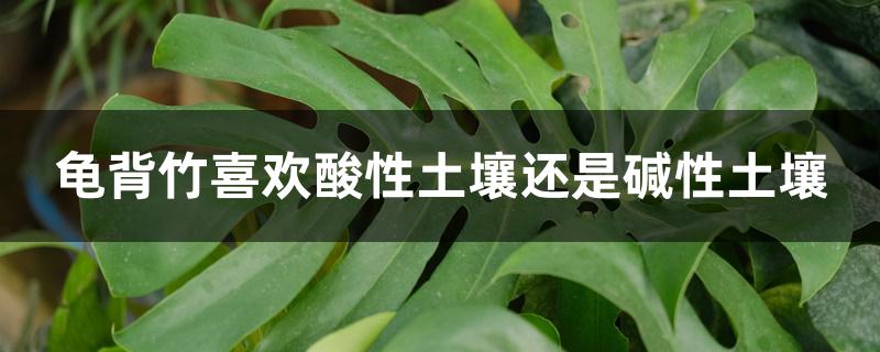 龟背竹喜欢酸性土壤还是碱性土壤 龟背竹喜欢酸性土壤还是碱性土壤