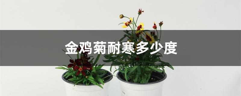 金鸡菊耐寒多少度 金鸡菊耐寒多少度