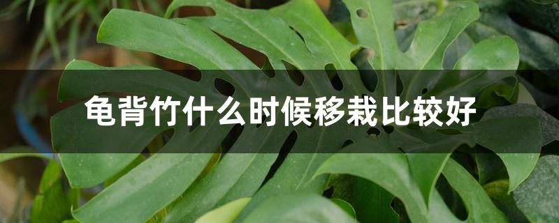 龟背竹什么时候移栽比较好 龟背竹什么时候移栽比较好