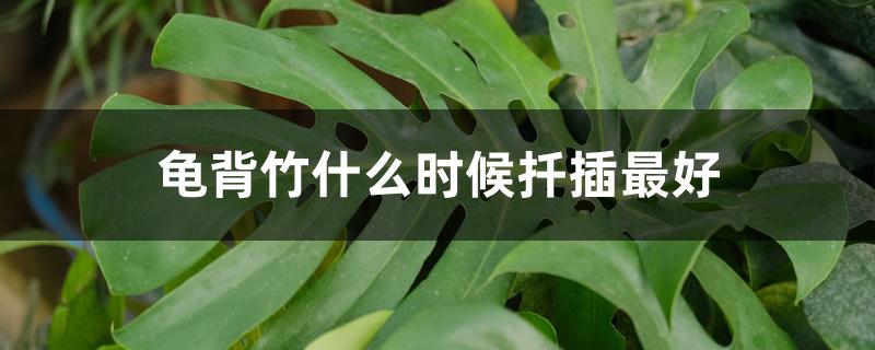 龟背竹什么时候扦插最好 龟背竹什么时候扦插最好
