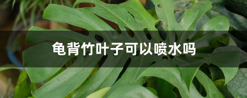 龟背竹叶子可以喷水吗 龟背竹叶子可以喷水吗