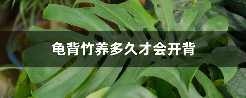 龟背竹养多久才会开背 龟背竹养多久才会开背
