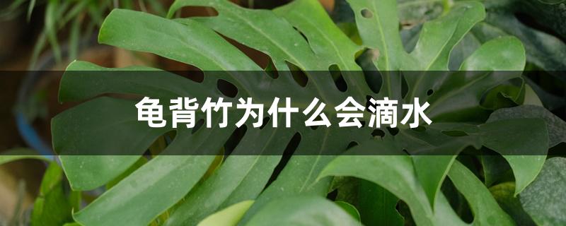 龟背竹为什么会滴水 龟背竹为什么会滴水