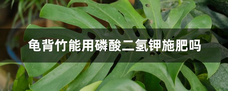龟背竹能用磷酸二氢钾施肥吗 龟背竹能用磷酸二氢钾施肥吗