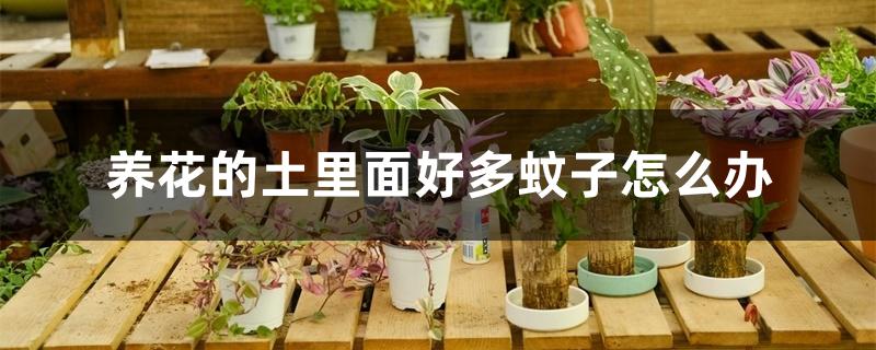 养花的土里面好多蚊子怎么办 养花的土里面好多蚊子怎么办