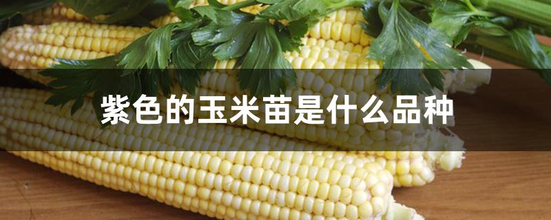紫色的玉米苗是什么品种 紫色的玉米苗是什么品种