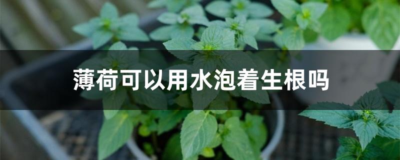 薄荷可以用水泡着生根吗 薄荷可以用水泡着生根吗