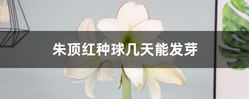 朱顶红种球几天能发芽 朱顶红种球几天能发芽