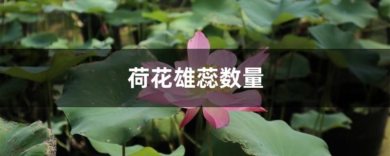 荷花雄蕊数量 荷花雄蕊数量