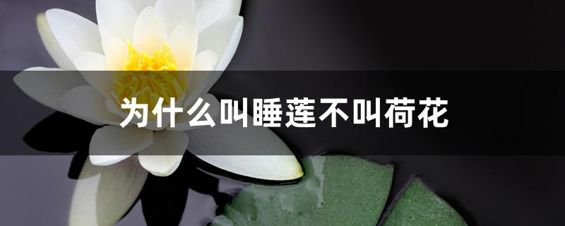 为什么叫睡莲不叫荷花 为什么叫睡莲不叫荷花