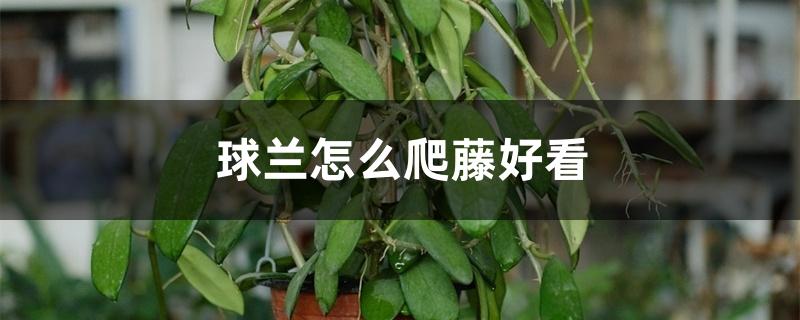 球兰怎么爬藤好看 球兰怎么爬藤好看