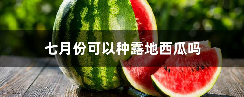 七月份可以种露地西瓜吗 七月份可以种露地西瓜吗