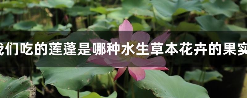 我们吃的莲蓬是哪种水生草本花卉的果实? 我们吃的莲蓬是哪种水生草本花卉的果实?