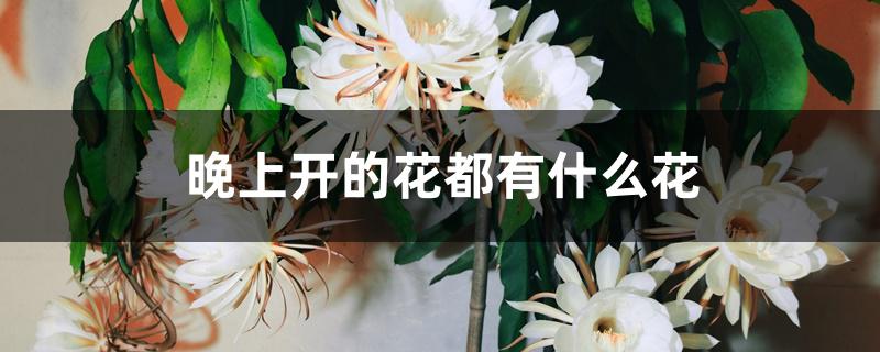晚上开的花都有什么花 晚上开的花都有什么花